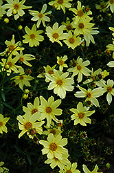 Creme Brulee Tickseed (Coreopsis 'Creme Brulee') at A Very Successful Garden Center