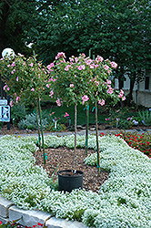 Polar Joy Rose (Rosa 'BAIore') at Lakeshore Garden Centres