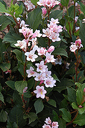 Polka Weigela (Weigela florida 'Polka') at Lakeshore Garden Centres