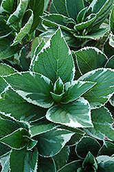 Moonlight Hydrangea (Hydrangea macrophylla 'Moonlight') at Lakeshore Garden Centres