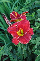 Red Razzle Dazzle Daylily (Hemerocallis 'Red Razzle Dazzle') at Lakeshore Garden Centres