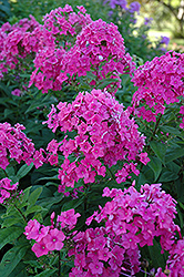 Eva Cullum Garden Phlox (Phlox paniculata 'Eva Cullum') at Lakeshore Garden Centres