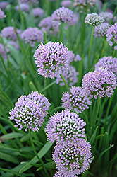 Lavender Globe Onion (Allium tanguticum) at Lakeshore Garden Centres