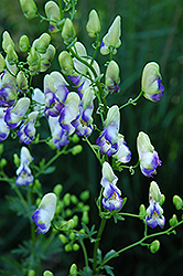 Eleanor Monkshood (Aconitum x cammarum 'Eleanor') at Lakeshore Garden Centres