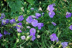 Carpathain Bellflower (Campanula carpatica) at Lakeshore Garden Centres