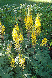 Przewalsky Rayflower (Ligularia przewalskii) at Golden Acre Home & Garden