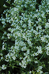 Flowering Spurge (Euphorbia corollata) at Lakeshore Garden Centres