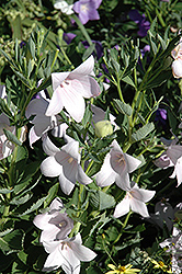 Hakone White Balloon Flower (Platycodon grandiflorus 'Hakone White') at Lakeshore Garden Centres