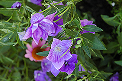Hakone Blue Balloon Flower (Platycodon grandiflorus 'Hakone Blue') at Lakeshore Garden Centres