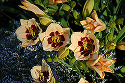 Dark Circle Daylily (Hemerocallis 'Dark Circle') at Lakeshore Garden Centres