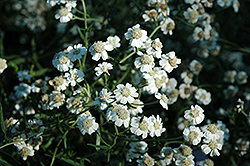 Sneezewort (Achillea ptarmica) at Lakeshore Garden Centres