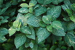 Variegated Wayfaring Tree (Viburnum lantana 'Variegatum') at Lakeshore Garden Centres
