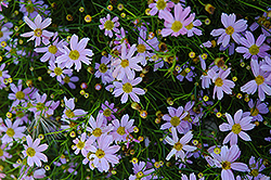 Pink Tickseed (Coreopsis rosea) at Lakeshore Garden Centres