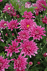 Dreamweaver Chrysanthemum (Chrysanthemum 'Dreamweaver') at Lakeshore Garden Centres