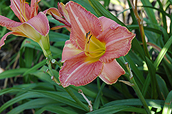 Chicago Peach Daylily (Hemerocallis 'Chicago Peach') at Lakeshore Garden Centres