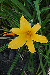 Castille Daylily (Hemerocallis 'Castille') at Lakeshore Garden Centres