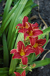 Eenie Fanfare Daylily (Hemerocallis 'Eenie Fanfare') at Lakeshore Garden Centres
