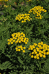 Crispleaf Tansy (Tanacetum vulgare 'Crispum') at Lakeshore Garden Centres