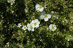 Snowbird Potentilla (Potentilla fruticosa 'Snowbird') at Lakeshore Garden Centres