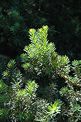 Brandon Yew (Taxus x media 'Brandon') at Lakeshore Garden Centres
