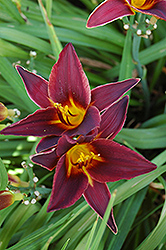 Starling Daylily (Hemerocallis 'Starling') at Lakeshore Garden Centres