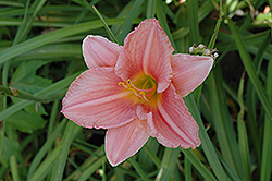 Prince Powder Puff Daylily (Hemerocallis 'Prince Powder Puff') at Lakeshore Garden Centres
