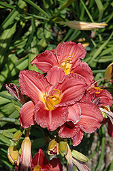 Little Sweet Talk Daylily (Hemerocallis 'Little Sweet Talk') at Lakeshore Garden Centres