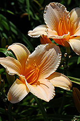 Brett Daylily (Hemerocallis 'Brett') at Lakeshore Garden Centres