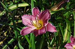 Nefertiti Daylily (Hemerocallis 'Nefertiti') at Lakeshore Garden Centres