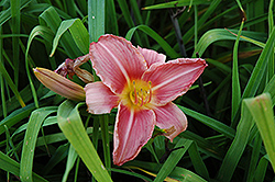 Mabel Fuller Daylily (Hemerocallis 'Mabel Fuller') at Lakeshore Garden Centres