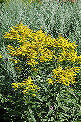 Crown Of Rays Goldenrod (Solidago 'Crown Of Rays') at Lakeshore Garden Centres