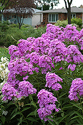 Little Boy Garden Phlox (Phlox paniculata 'Little Boy') at Lakeshore Garden Centres