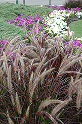 Purple Fountain Grass (Pennisetum setaceum 'Rubrum') at Lakeshore Garden Centres
