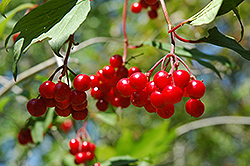Squashberry (Viburnum edule) at Lakeshore Garden Centres