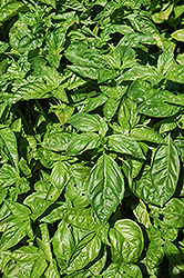Sweet Basil (Ocimum basilicum) at Mainescape Nursery