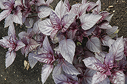 Dark Opal Basil (Ocimum basilicum 'Dark Opal') at Lakeshore Garden Centres
