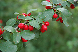 European Cotoneaster (Cotoneaster integerrimus) at Lakeshore Garden Centres
