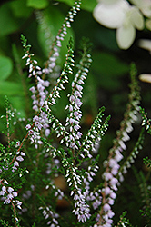 Arina Heather (Calluna vulgaris 'Arina') at Lakeshore Garden Centres