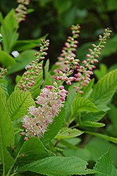 Ruby Spice Summersweet (Clethra alnifolia 'Ruby Spice') at Peter Knippel Garden Centre