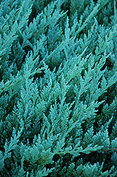 Blue Chip Juniper (Juniperus horizontalis 'Blue Chip') at Golden Acre Home & Garden