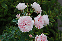 Morden Blush Rose (Rosa 'Morden Blush') at Golden Acre Home & Garden