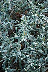 Blue Ice Bog Rosemary (Andromeda polifolia 'Blue Ice') at A Very Successful Garden Center