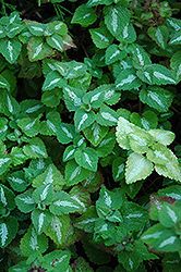 Elisabeth de Haas Spotted Dead Nettle (Lamium maculatum 'Elisabeth de Haas') at Lakeshore Garden Centres
