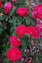 Winnipeg Parks Rose (Rosa 'Winnipeg Parks') at Golden Acre Home & Garden