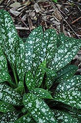 Roy Davidson Lungwort (Pulmonaria 'Roy Davidson') at Lakeshore Garden Centres