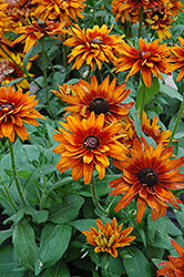 Cherokee Sunset Coneflower (Rudbeckia hirta 'Cherokee Sunset') at Lakeshore Garden Centres