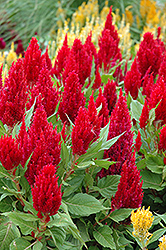 Fresh Look Red Celosia (Celosia 'Fresh Look Red') at Lakeshore Garden Centres