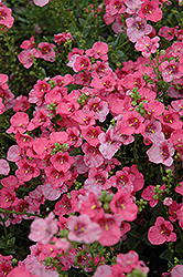 Darla Rose Twinspur (Diascia 'Darla Rose') at Lakeshore Garden Centres