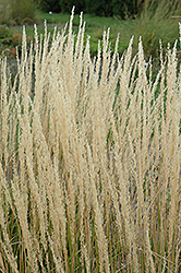 Karl Foerster Reed Grass (Calamagrostis x acutiflora 'Karl Foerster') at Mainescape Nursery
