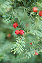 Japanese Yew (Taxus cuspidata) at Lakeshore Garden Centres